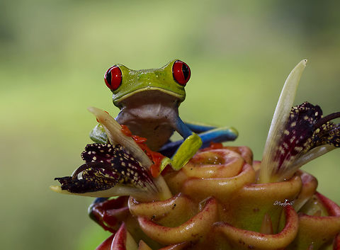 Agalychnis callidryas  Agalychnis callidryas,Red-eyed tree frog