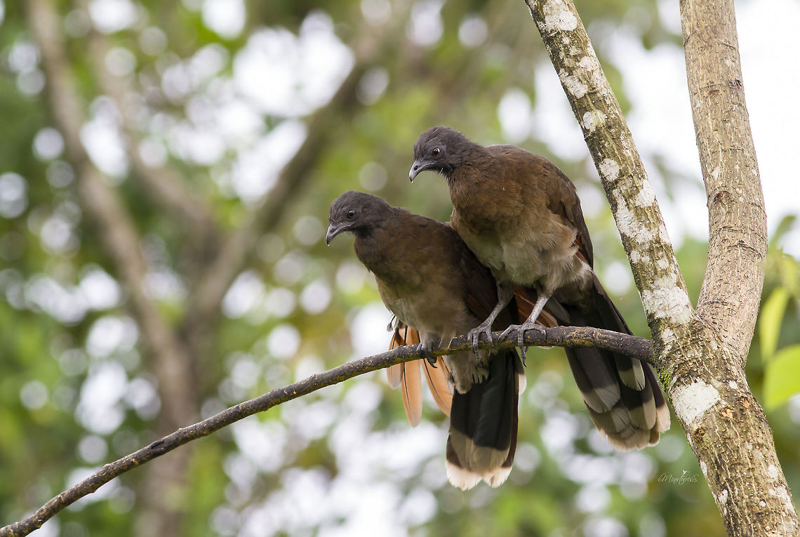 Ortalis cinereiceps  Grey-headed chachalaca,Ortalis cinereiceps