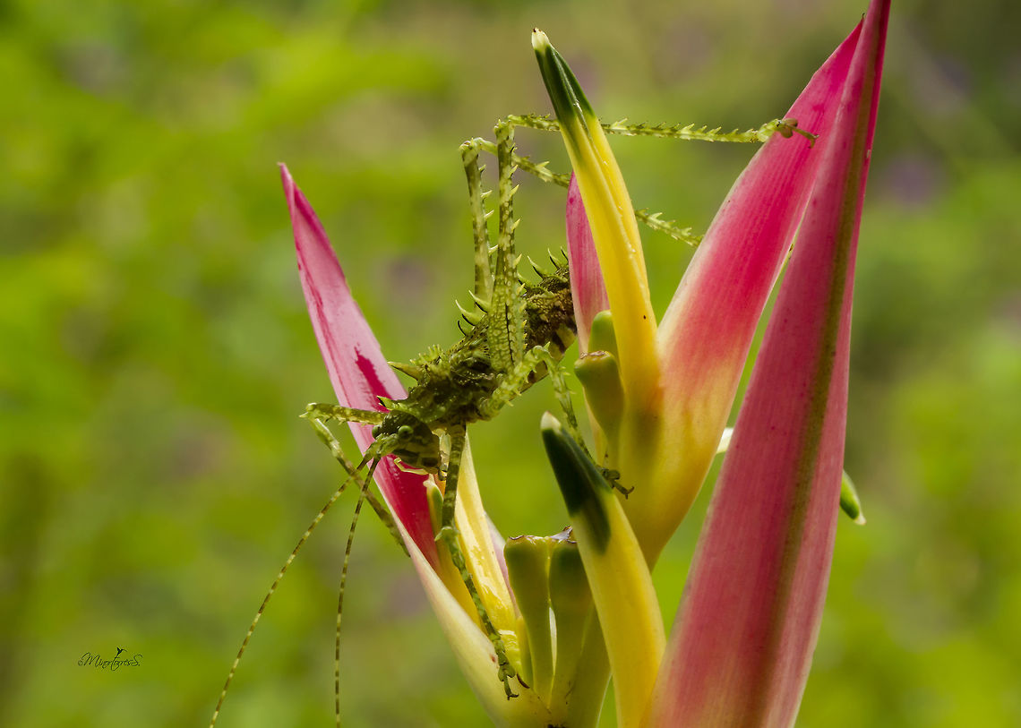 Championica montana  Championica montana