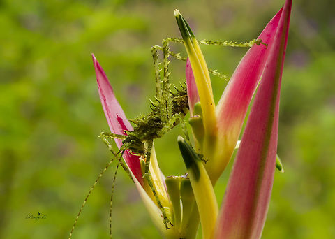 Championica montana  Championica montana