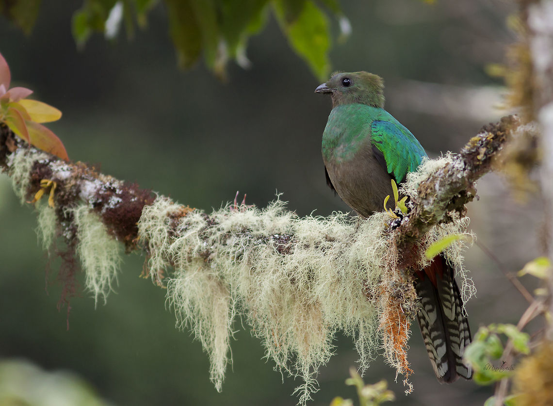 Pharomachrus mocinno costaricensis Female Pharomachrus mocinno,Resplendent quetzal