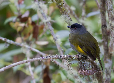 Phainoptila melanoxantha Female Black-and-yellow phainoptila,Phainoptila melanoxantha