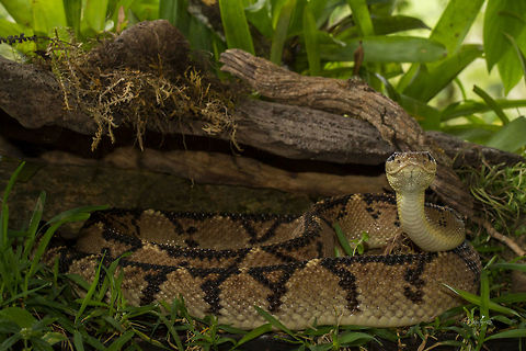 Lachesis stenophrys  Central American bushmaster,Lachesis stenophrys