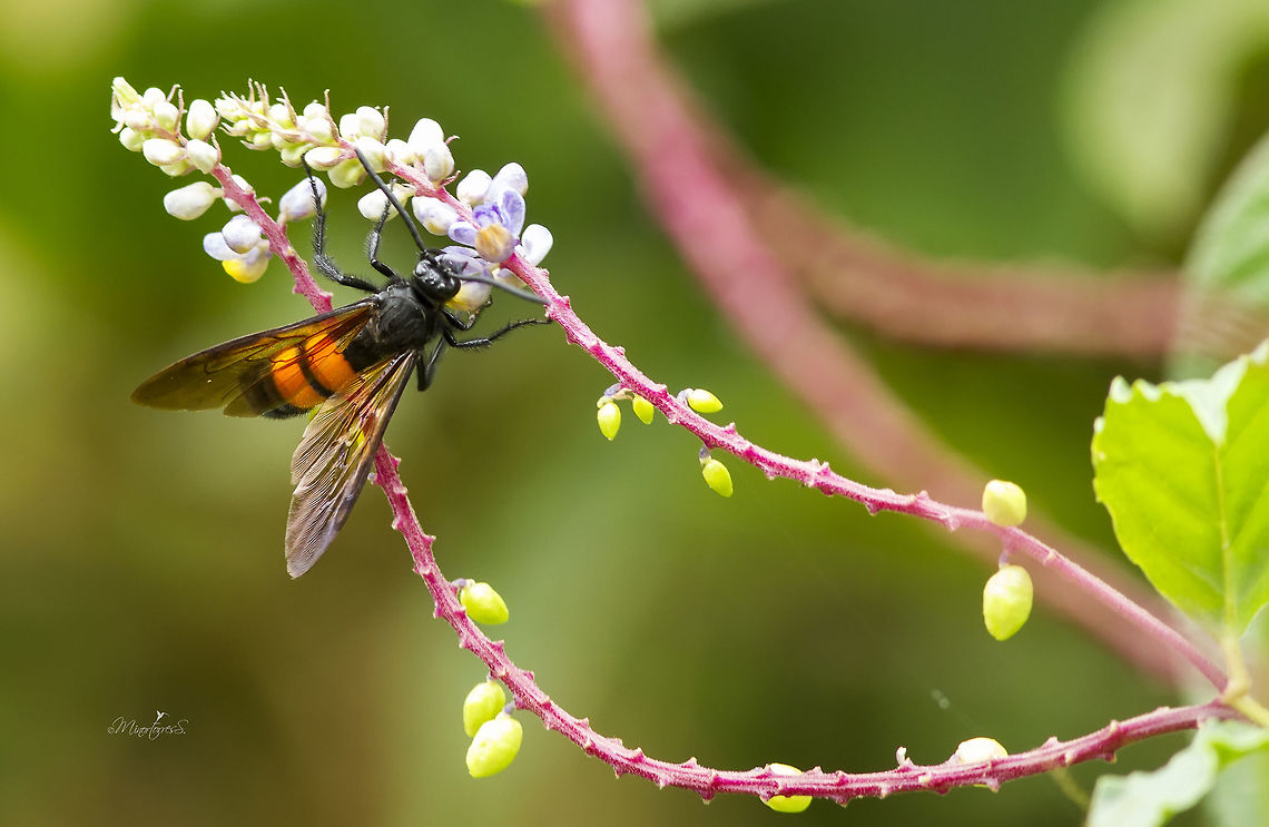 Campsomeris ephippium Male Aculeata,Apocrita,Campsomeris,Campsomeris ephippium,Hymenoptera,Scoliidae,Vespoidea