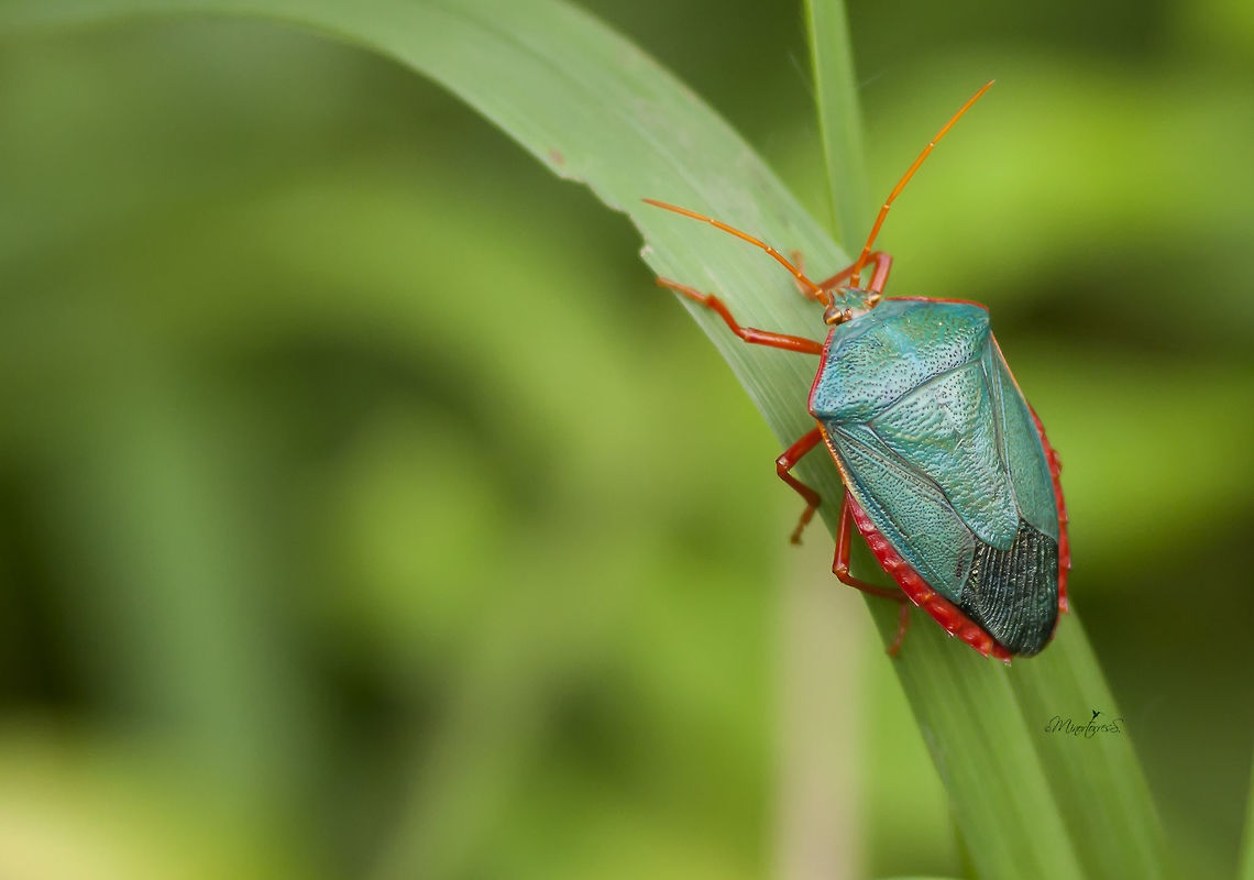 Edessa sp. Species undescribed yet, maybe. Chinche de Bordes Rojos,Edessa rufomarginata