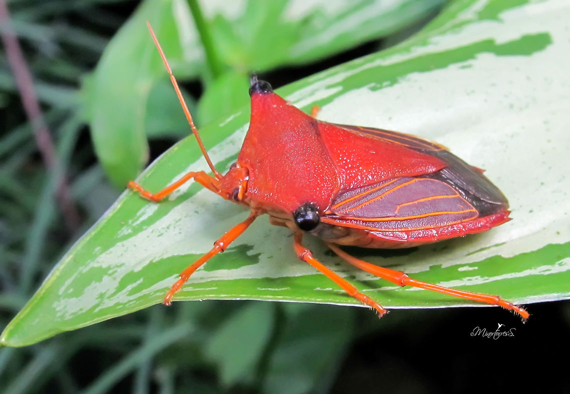 Peromatus notatus  Peromatus notatus