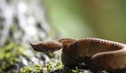 Porthidium nasutum  Porthidium nasutum,Rainforest hognosed pitviper