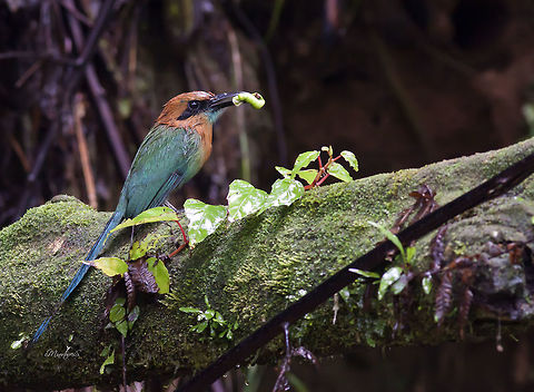 Electron platyrhynchum  Broad-billed motmot,Electron platyrhynchum