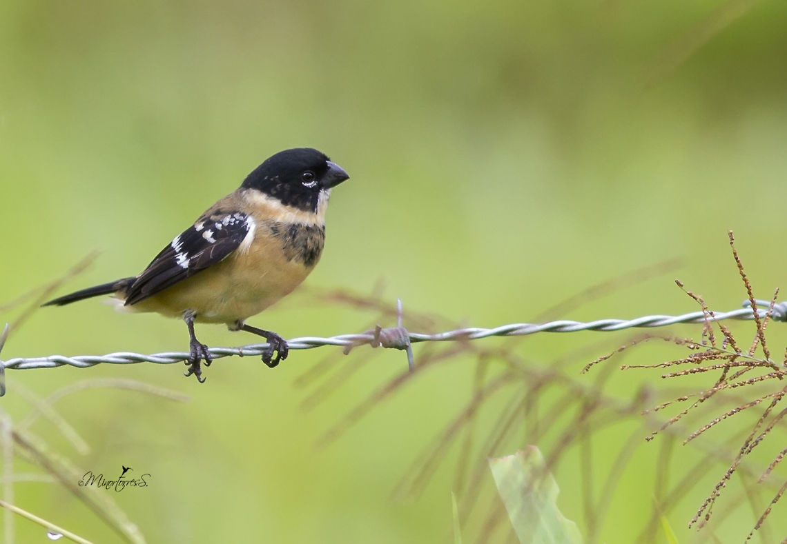Sporophila morelleti  Cinnamon-rumped seedeater,Sporophila torqueola
