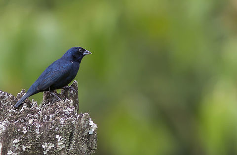 Volatinia jacarina  Blue black grassquit,Volatinia jacarina