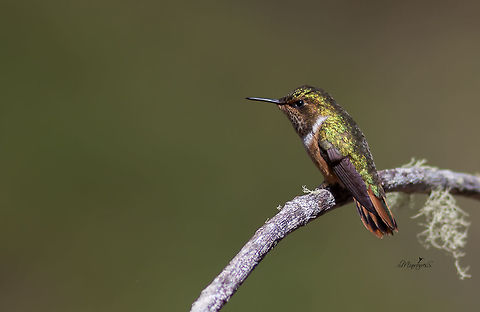 Selasphorus scintilla  Scintillant hummingbird,Selasphorus scintilla