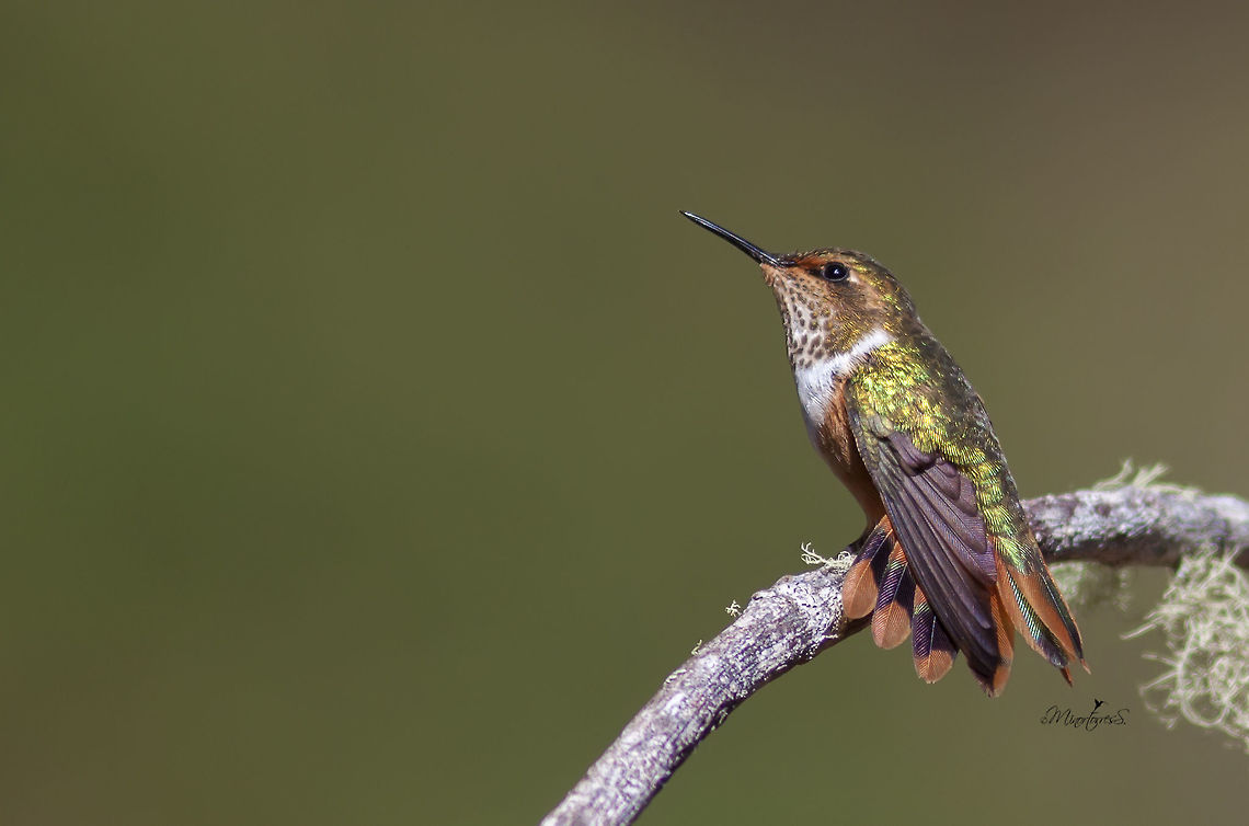 Selasphorus scintilla  Scintillant hummingbird,Selasphorus scintilla