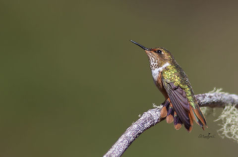 Selasphorus scintilla  Scintillant hummingbird,Selasphorus scintilla