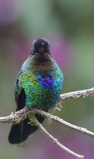 Panterpe insignis  Fiery-throated hummingbird,Panterpe insignis