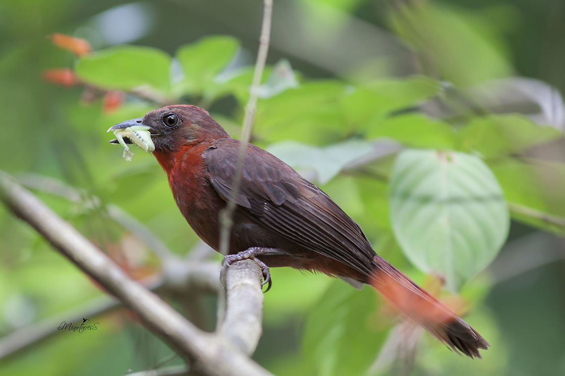 Habia fuscicauda  Habia fuscicauda,Red-throated ant tanager