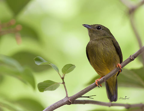 Manacus candei  Manacus candei,White-collared manakin