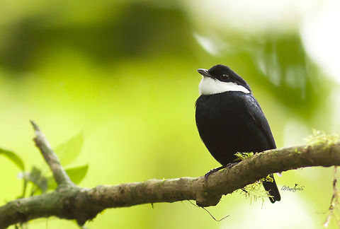 Corapipo altera  Corapipo altera,White-ruffed manakin
