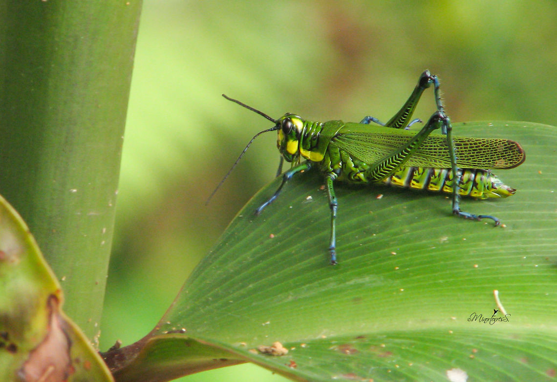 Chromacris trogon  Chromacris trogon