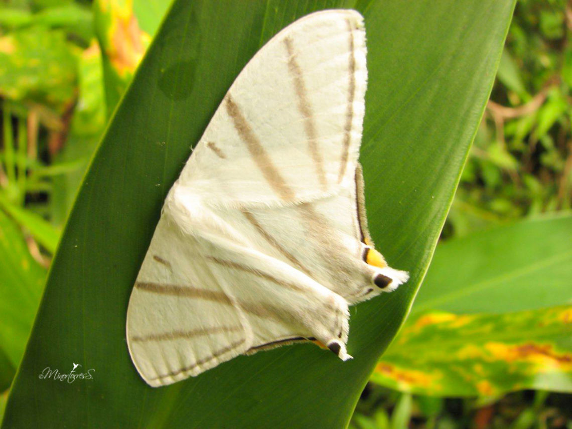 Therinia transversaria  Therinia transversaria