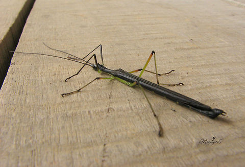 Phasmatodea