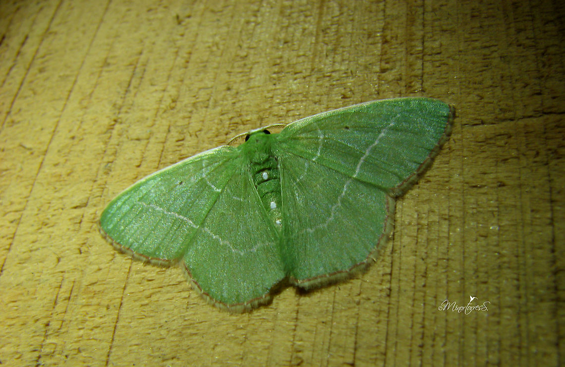 Nemoria sp.