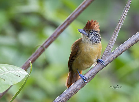 Thamnophilus dolliatus Female Barred antshrike,Thamnophilus doliatus