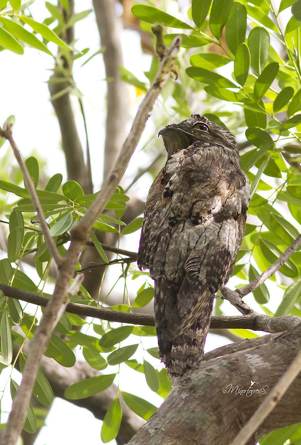 Nyctibius jamaicensis  Northern potoo,Nyctibius jamaicensis