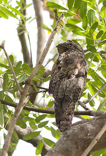 Nyctibius jamaicensis  Northern potoo,Nyctibius jamaicensis