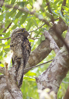 Nyctibius jamaicensis  Northern potoo,Nyctibius jamaicensis