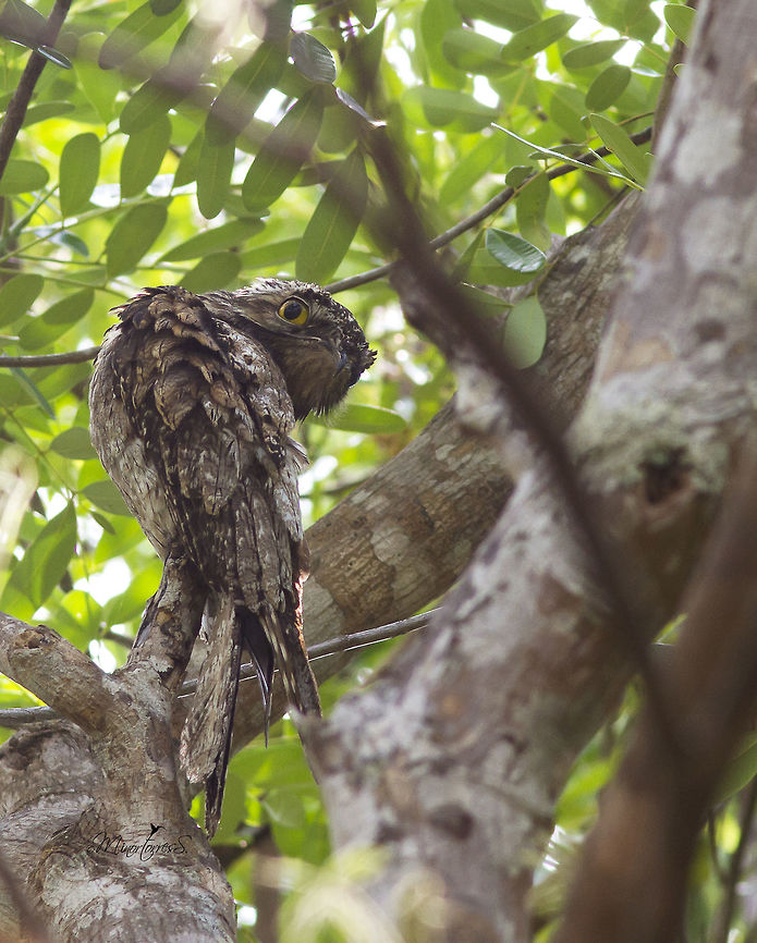 Nyctibius jamaicensis  Northern potoo,Nyctibius jamaicensis