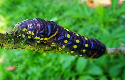 Naprepa houla  Naprepa houla