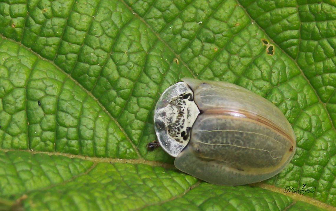 Physonota alutacea  Physonota alutacea