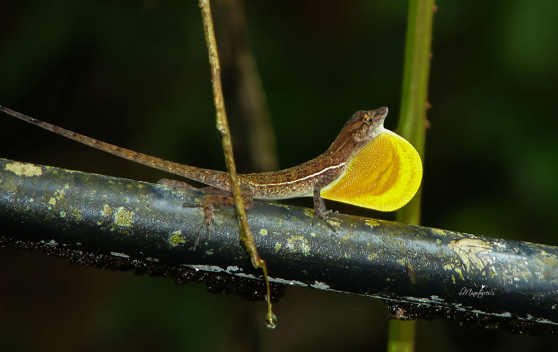 Anolis lionotus  Anolis lionotus,Lion Anole