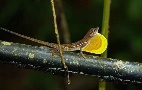 Anolis lionotus  Anolis lionotus,Lion Anole