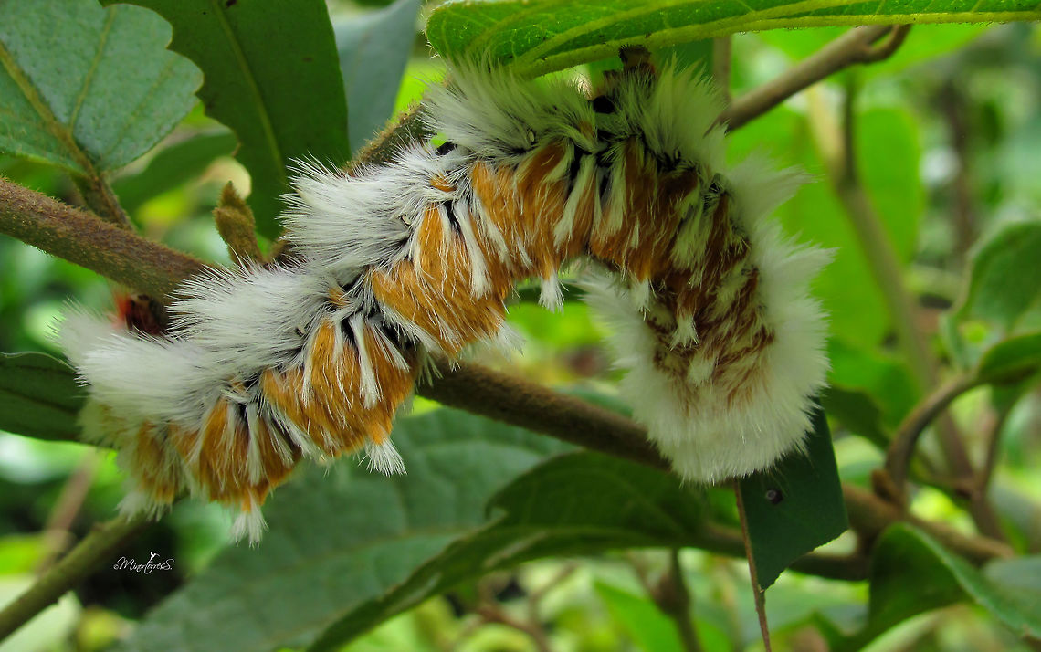 Nepreptos marathusa  Neopreptos marathusa