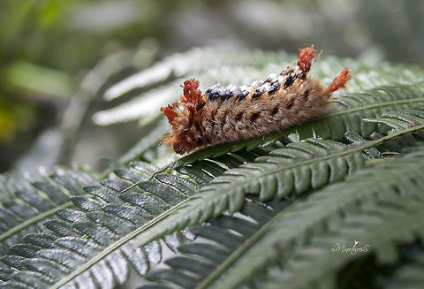 Prothysana felderi  Prothysana felderi