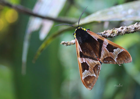 Dysschema sp.