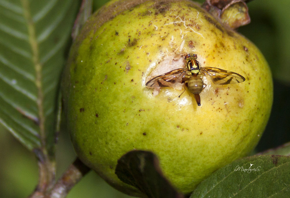 Anastrepha striata  Anastrepha striata,Guava fruit fly