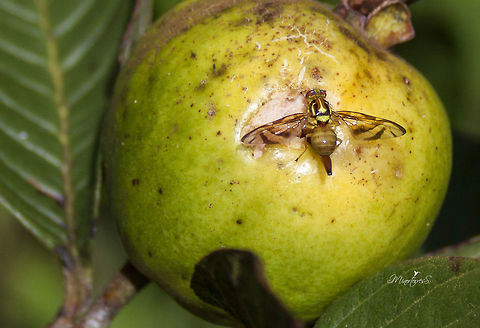 Anastrepha striata  Anastrepha striata,Guava fruit fly