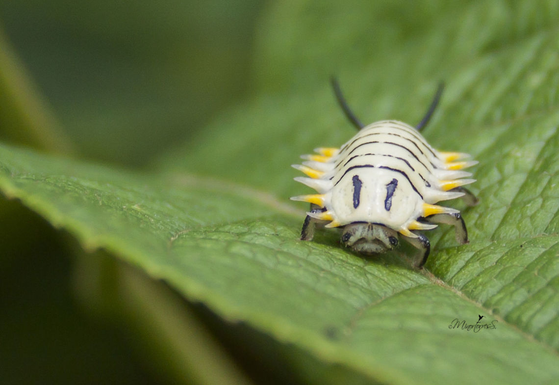 Physonota alutacea Nymph Physonota alutacea
