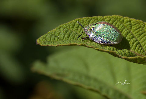 Physonota alutacea  Physonota alutacea