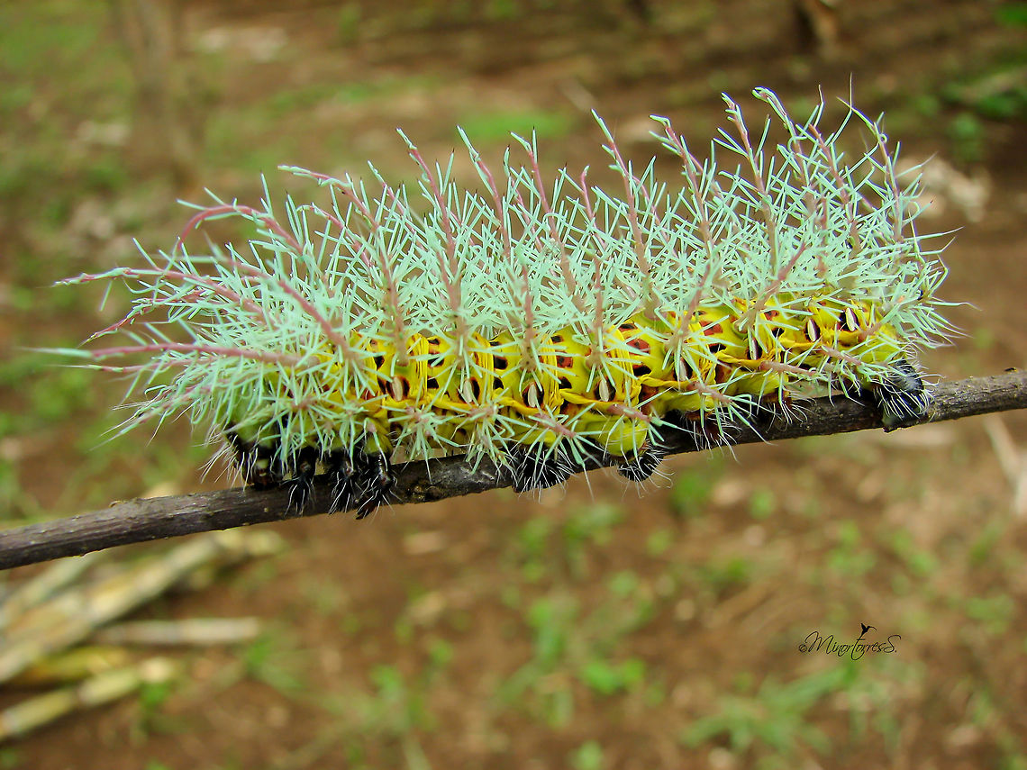 Automeris metzli  Automeris metzli