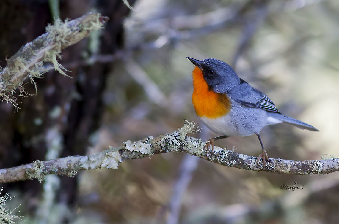Oreothlypis gutturalis  Flame-throated warbler,Oreothlypis gutturalis