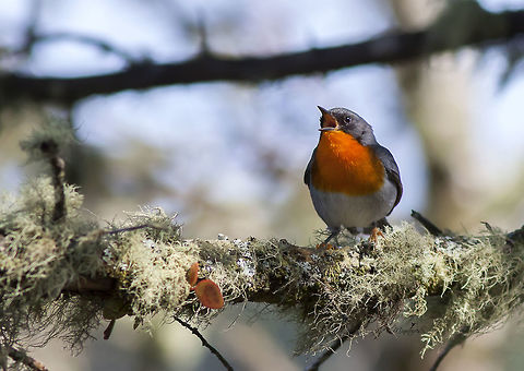 Oreothlypis gutturalis  Flame-throated warbler,Oreothlypis gutturalis