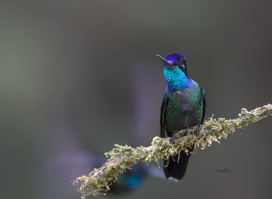 Eugenes spectabilis Male