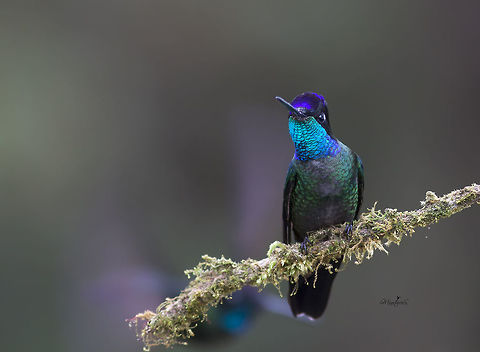 Eugenes spectabilis Male