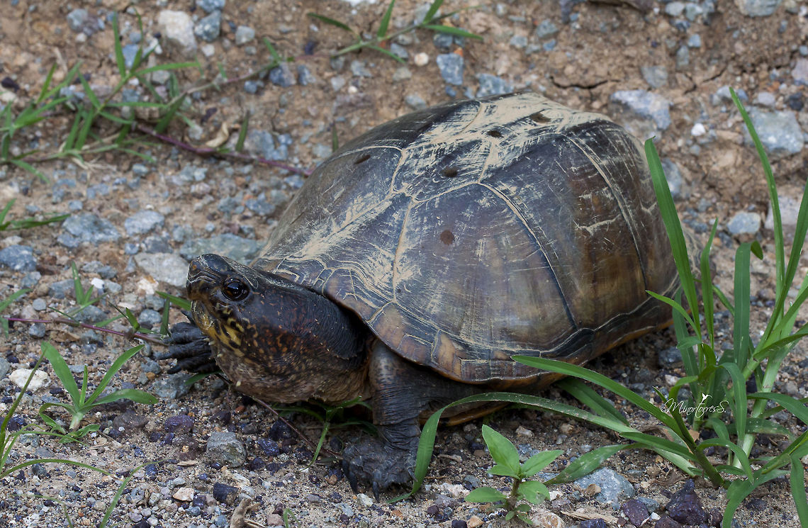 Kinosternon scorpioides  Kinosternon scorpioides,Scorpion mud turtle