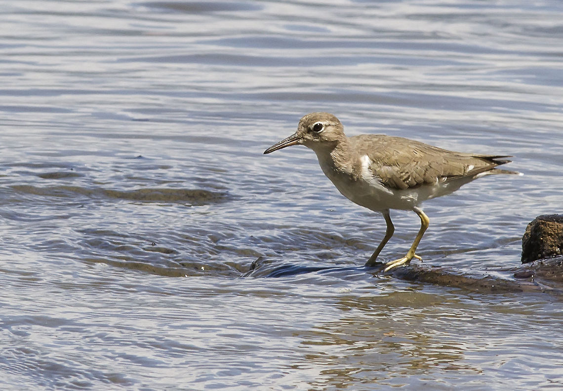 Actitis macularius  Actitis macularius,Spotted sandpiper