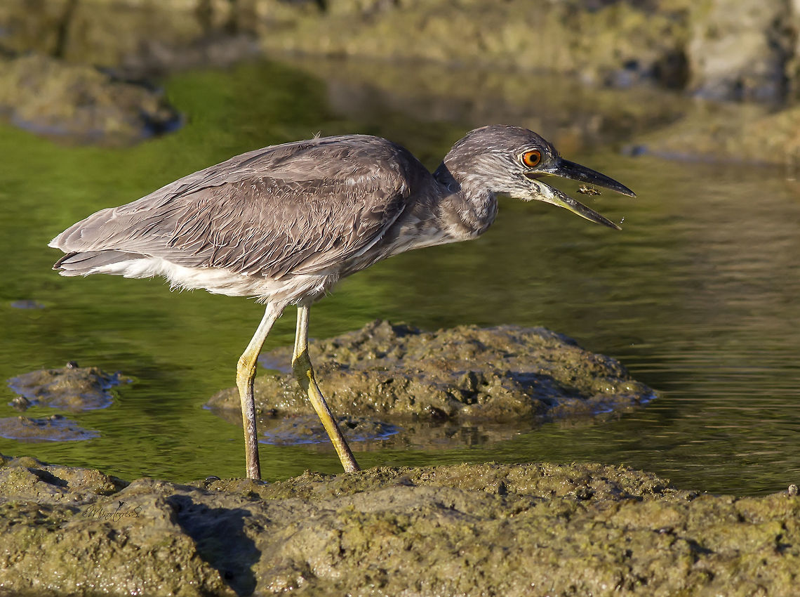 Nycticorax nycticorax  Black-crowned night heron,Nycticorax nycticorax