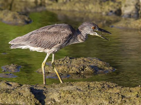 Nycticorax nycticorax  Black-crowned night heron,Nycticorax nycticorax